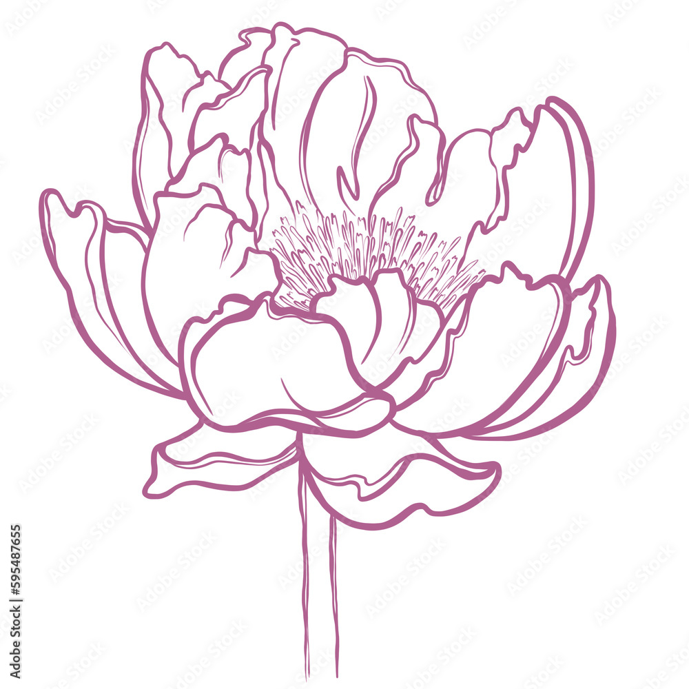Minimalist illustration of a peony. Sketch of peony flower with lines ...