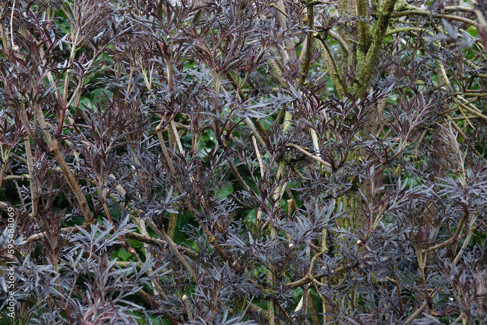 Closeup on the dense narrow leaf foliage of the European black elder , Sambucus nigra in the garden Closeup on the dense narrow leaf foliage of the European black elder , Sambucus nigra in the garden