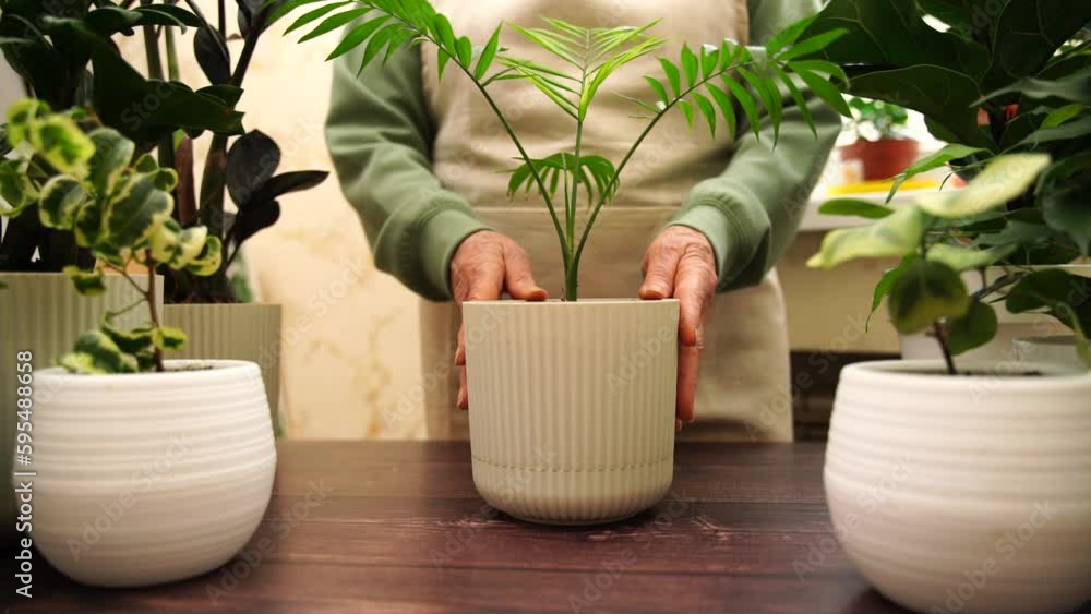 Home gardening, hobby, freelancing, cozy workplace. Grandmother gardener housewife in an apron holds a pot of Chamaedorea elegans in her hands Home gardening, hobby, freelancing, cozy workplace. Grandmother gardener housewife in an apron holds a pot of Chamaedorea elegans in her hands