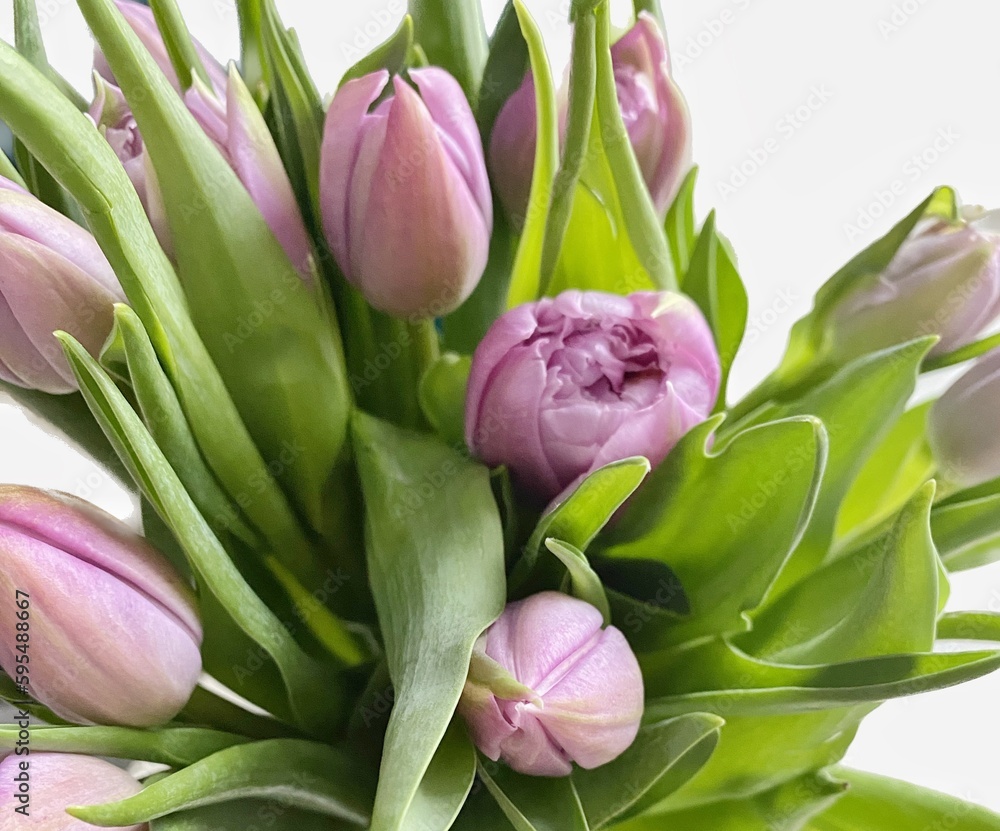 Fototapeta premium bouquet of tulips on white background 