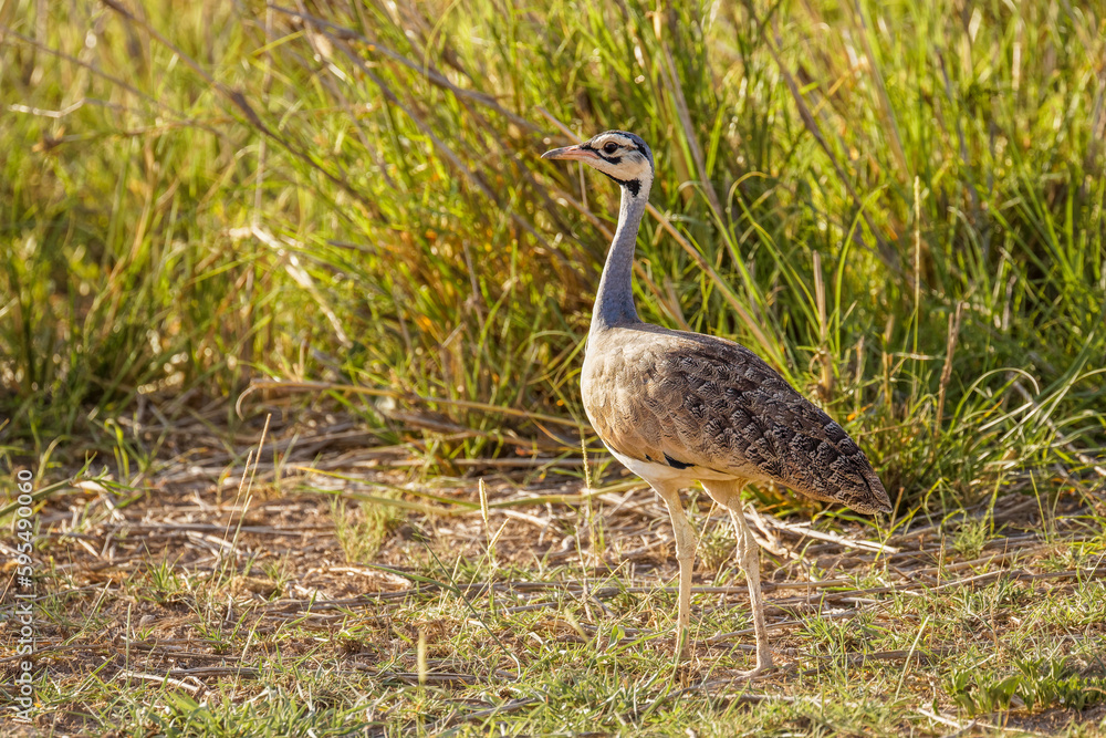 Obraz premium Male white-bellied Bustard or white-bellied korhaan - Eupodotis senegalensis an African species of big bird, widespread in sub-Saharan Africa in grassland and open woodland.
