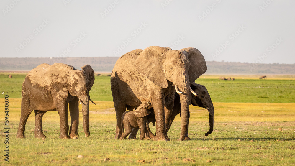 Fototapeta premium A herd of elephant ( Loxodonta Africana) with a calf, Amboseli National Park, Kenya.