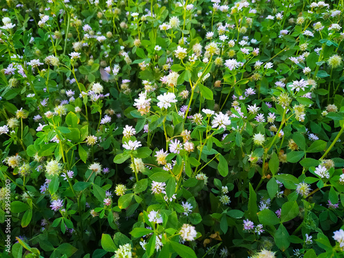 White Barseem flowers in the field, closeup of photo.