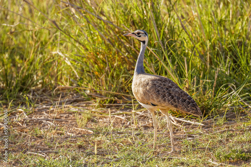 Male white-bellied Bustard or white-bellied korhaan - Eupodotis senegalensis an African species of big bird, widespread in sub-Saharan Africa in grassland and open woodland. photo