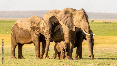 A herd of elephant   Loxodonta Africana  with a calf  Amboseli National Park  Kenya.