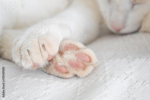 Cat toe beans, paw and claw closeup. Tabby cat sleeping at home. Happy pet relaxing in a house. Copy space is on the right side. 