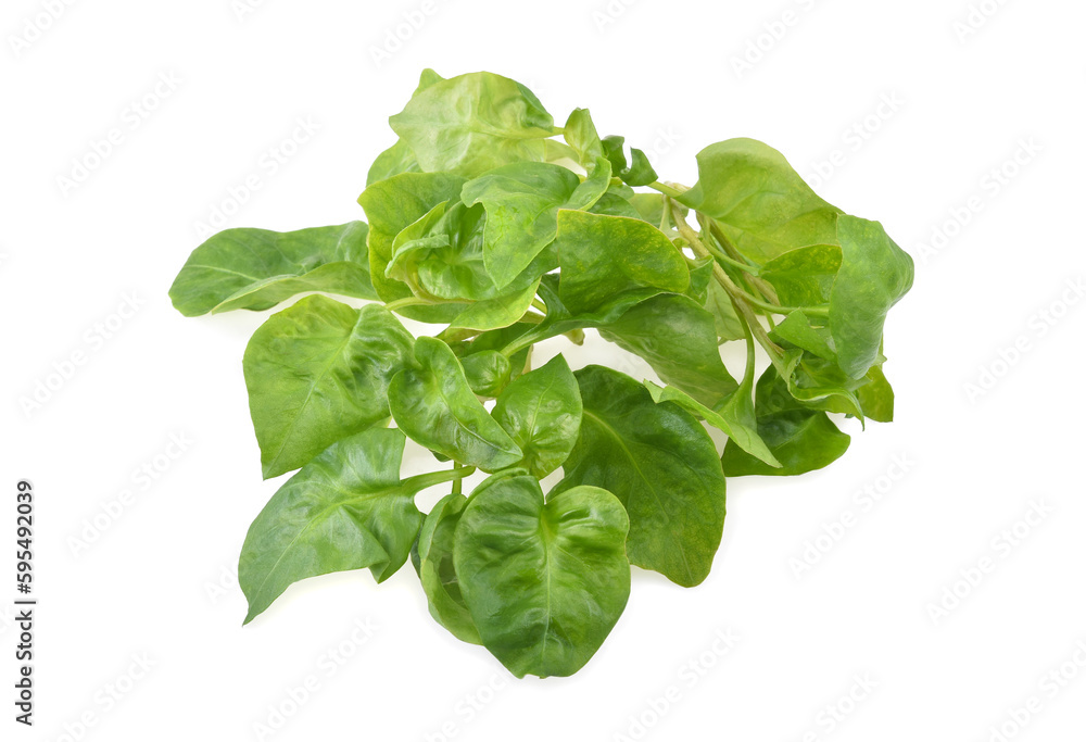watercress leaf isolated on white background watercress leaf isolated on white background