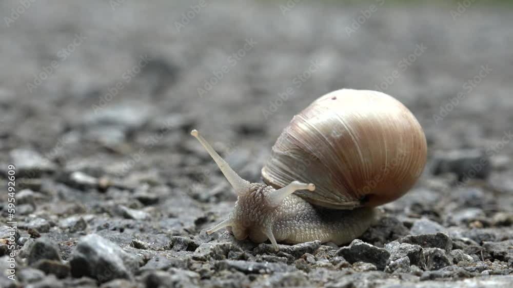 Snail, Macro Walking Snail, Animals in Natural Environment in Closeup, Nature, Spring Season after Rain Snail, Macro Walking Snail, Animals in Natural Environment in Closeup, Nature, Spring Season after Rain