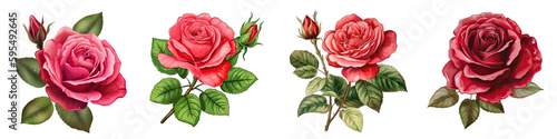 Set of Roses on Transparent Background