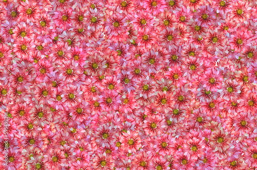 A pink flower background with a green center