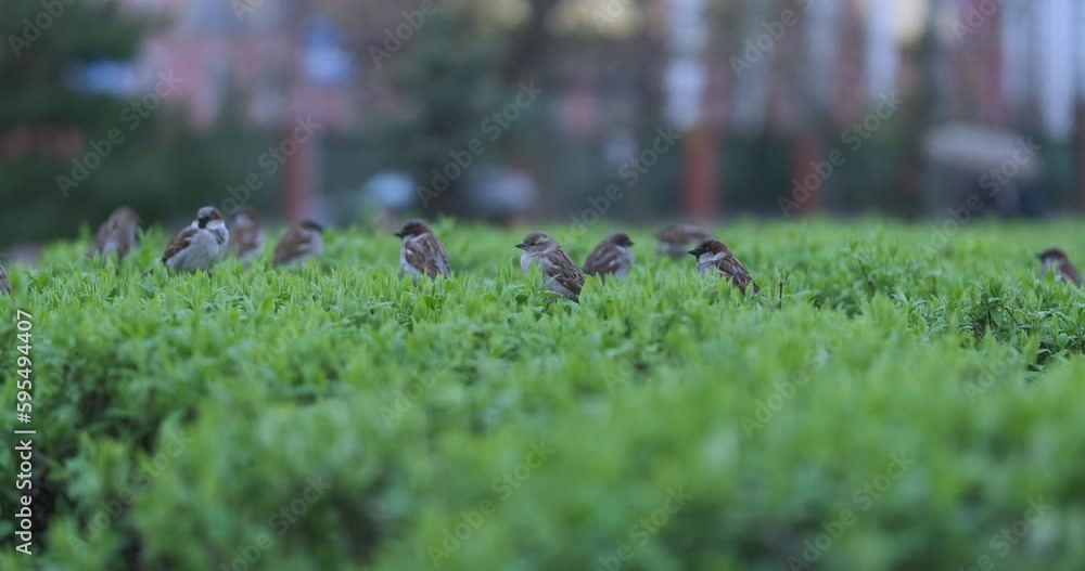 Flock of sparrows sits on green trimmed bush. Daytime, raining lightly, the city. Flock of sparrows sits on green trimmed bush. Daytime, raining lightly, the city.