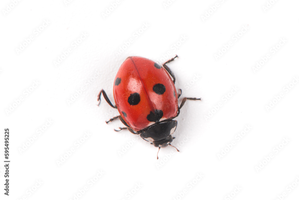 Fototapeta premium Seven spot red ladybird isolated on white background.