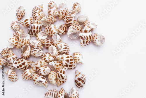 seashells on white background (1)