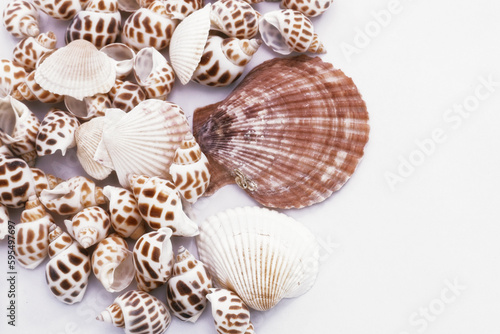 seashells on white background 3