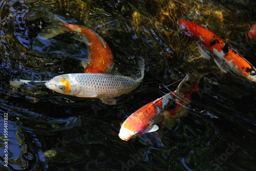 a group of beautiful colorful koi fish swimming in a pond, on a dark background. © Arief Kurniawan