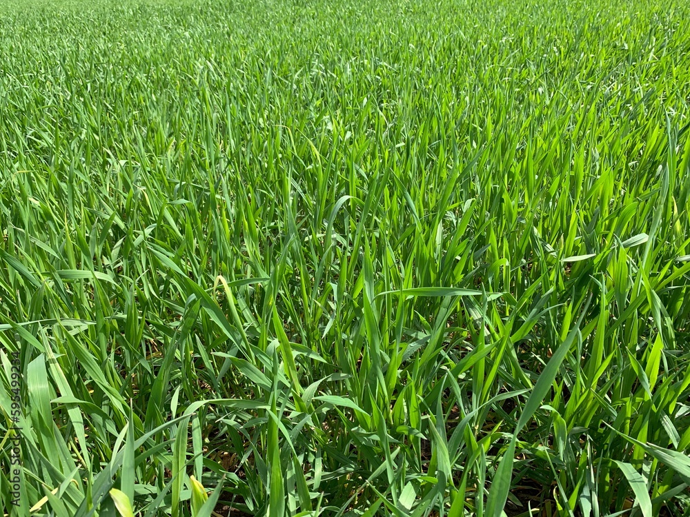 green wheat field green wheat field