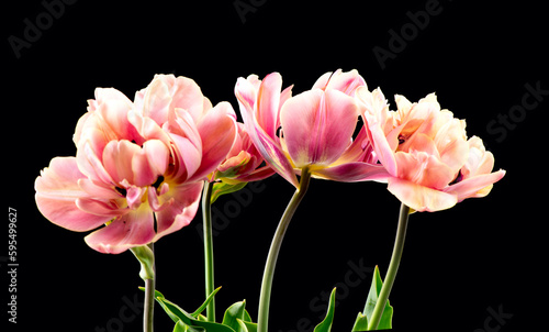 Tulip bouquet, tulips spring flowers close up, blooming pastel pink tulips isolated on black background, bunch. Beautiful Spring flowers blooming, beauty flower. Watercolor Belle Epoque tulips