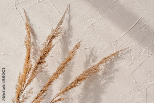 Natural summer background with dry meadow grass spikelets bouquet and sunlight shadows on neutral beige textured wall, copy space