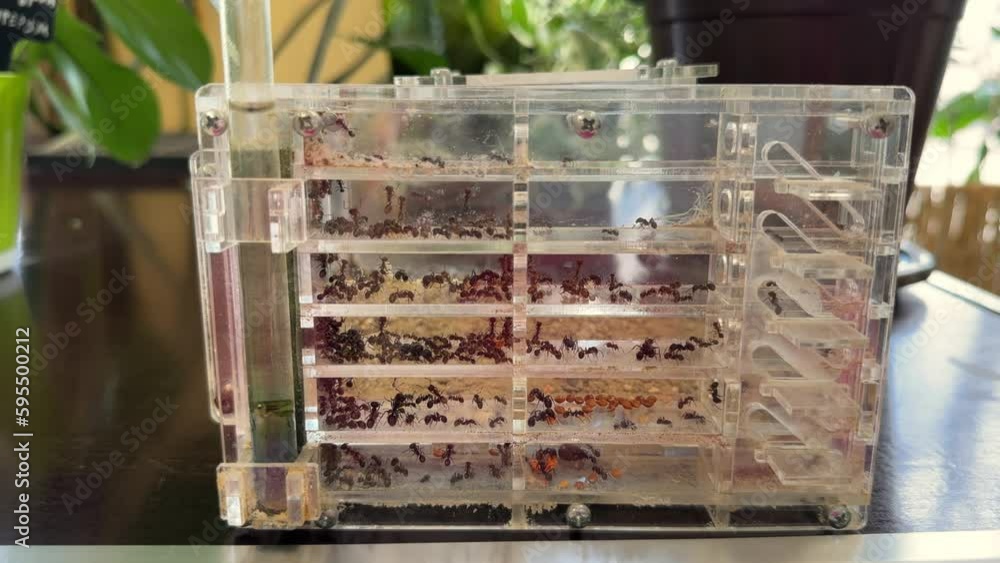 Stockvideo Ant farm with a colony of ants in a transparent container for observing and studying