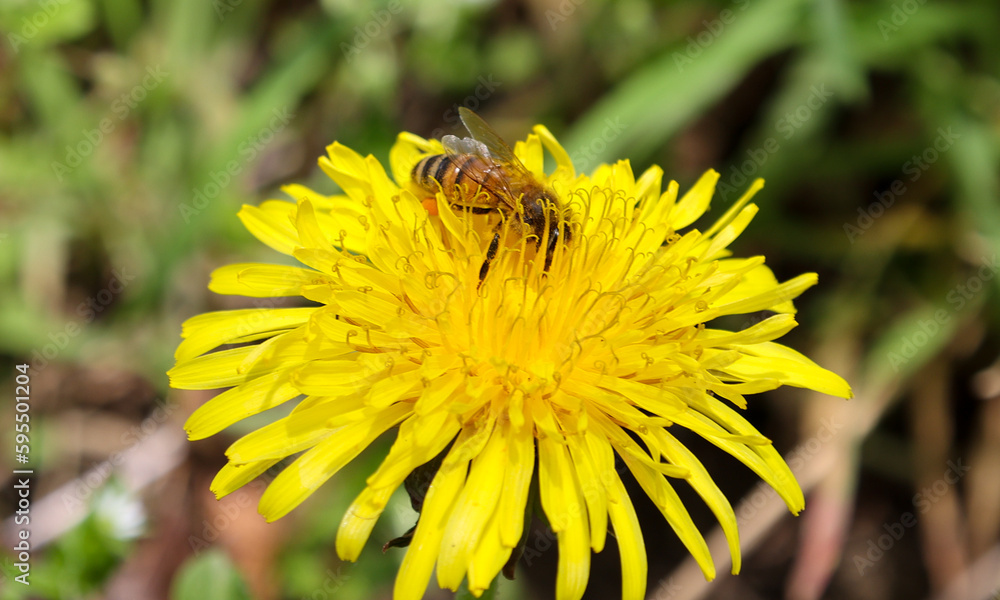 Honey bee or Western Honey Bee, on dandelion Honey bee or Western Honey Bee, on dandelion