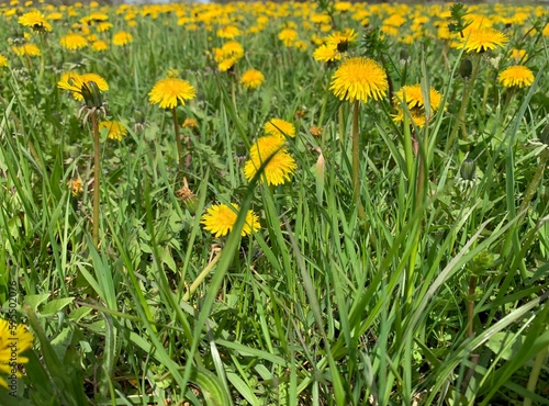 yellow flowers in a field