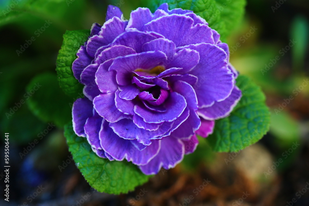 pierwiosnek bezłodygowy Belarina Amethyst Ice Primula vulgaris pierwiosnek bezłodygowy Belarina Amethyst Ice Primula vulgaris
