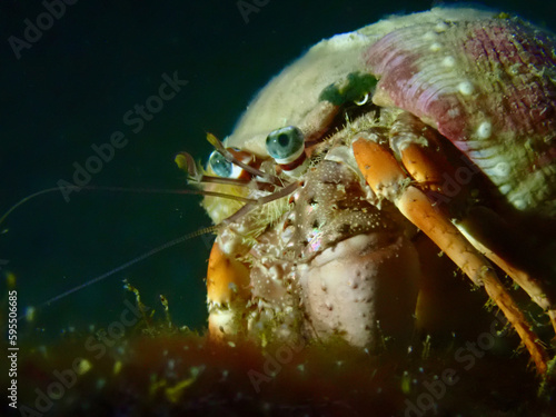 The Hermit Crab. Hermit crab in a shell close-up on a black background at the bottom of the sea.