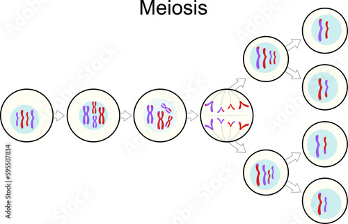 Meiosis. Cell division. Sexual reproduction.