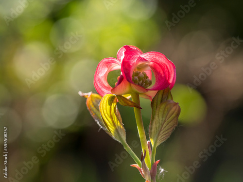Pink dogwood flower (Cornus florida rubra) in a garden