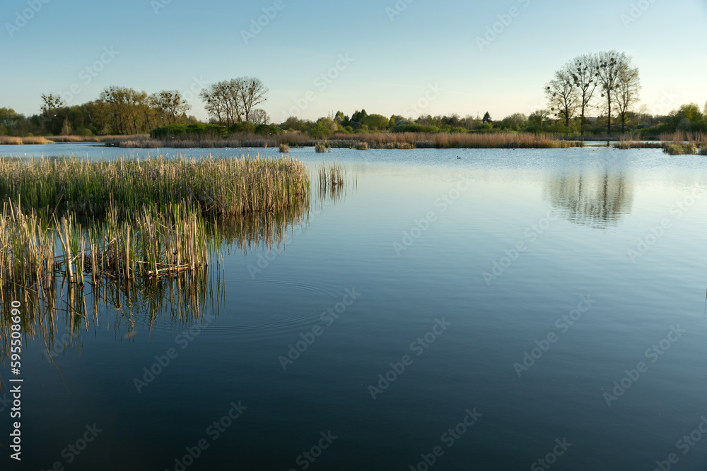 Fototapeta premium Calm lake with reeds and trees on the horizon, Stankow, Poland