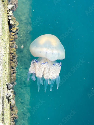 jellyfish/medusa on the beach