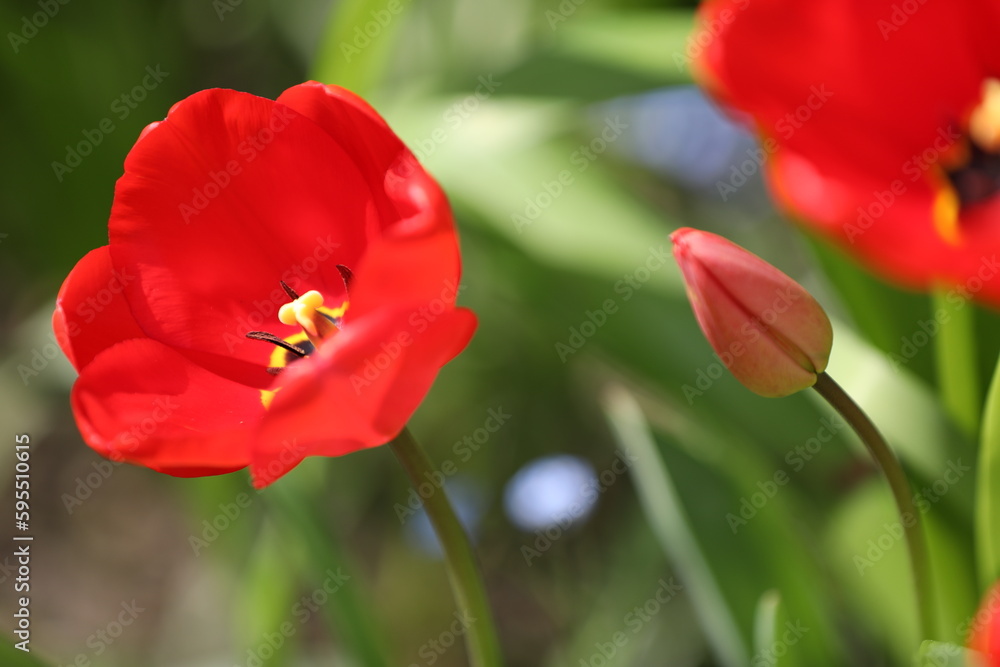 Rote Tulpe und Knospe