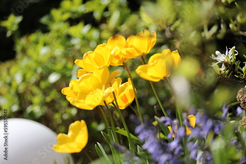 Gelbe Tulpen im Frühling