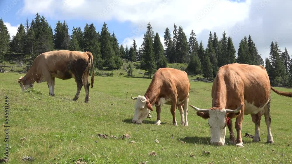Cows Grazing in Mountains Agriculture Field, Beef Portrait Pasturing on Meadow, Animals in Pasture Farming, Countryside Village Cows Grazing in Mountains Agriculture Field, Beef Portrait Pasturing on Meadow, Animals in Pasture Farming, Countryside Village