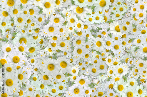 A large amount of daisies are shown with the word daisies on them