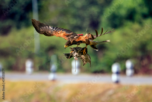 Harris's Hawk Attacks a Pigeon in the Air in Training