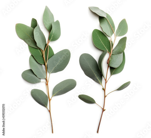 Two eucalyptus twigs isolated