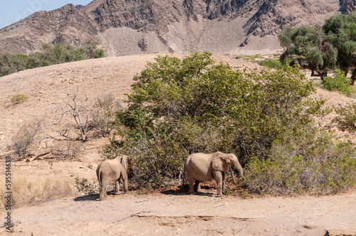 Telephoto shot of two desert elephants in Northern Namibia.