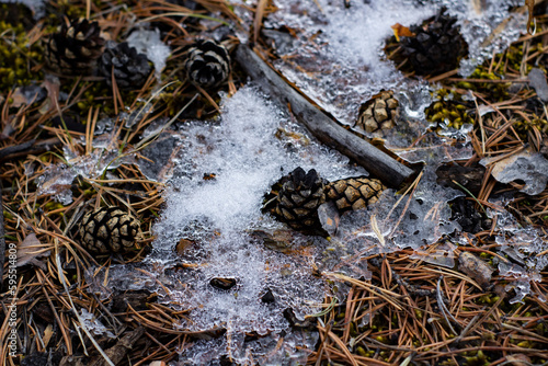 Coniferous forest floor with pine cones, fir needles and moss under melting snow