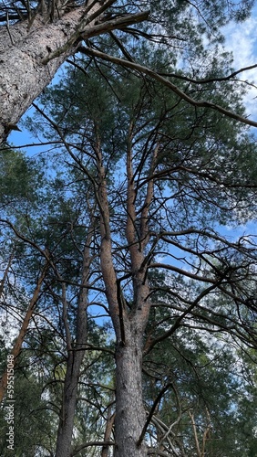 Wallpaper Mural trees in the forest Torontodigital.ca
