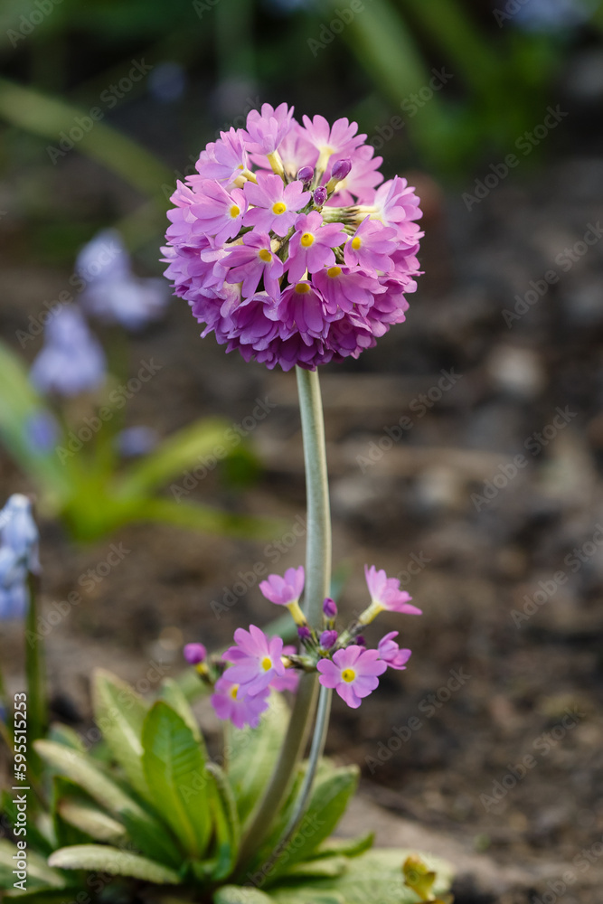 Primula denticulata purple in springtime. Pink Primula denticulata  (Drumstick Primula) in garden Stock Photo | Adobe Stock