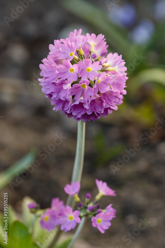 Primula denticulata purple in springtime. Pink Primula denticulata (Drumstick Primula) in garden