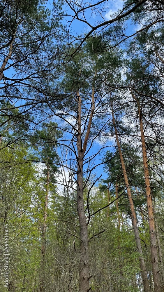 Obraz premium trees in the forest