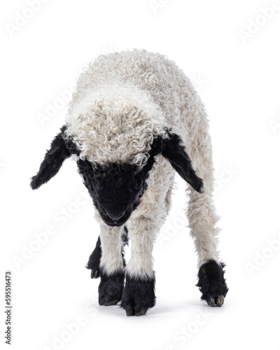 Adorable one and a half week old Walliser Schwartznase aka Valais Blacknose lamb, standing facing front. Head down, looking towards ground. Isolated on a white background. photo