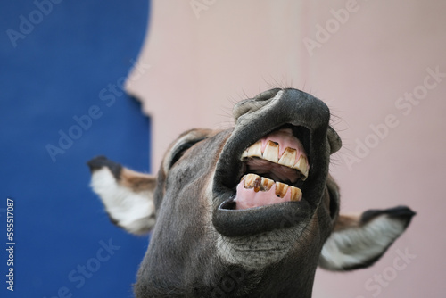 Funny Donkey Laughing and smile.close up donkey teeth.