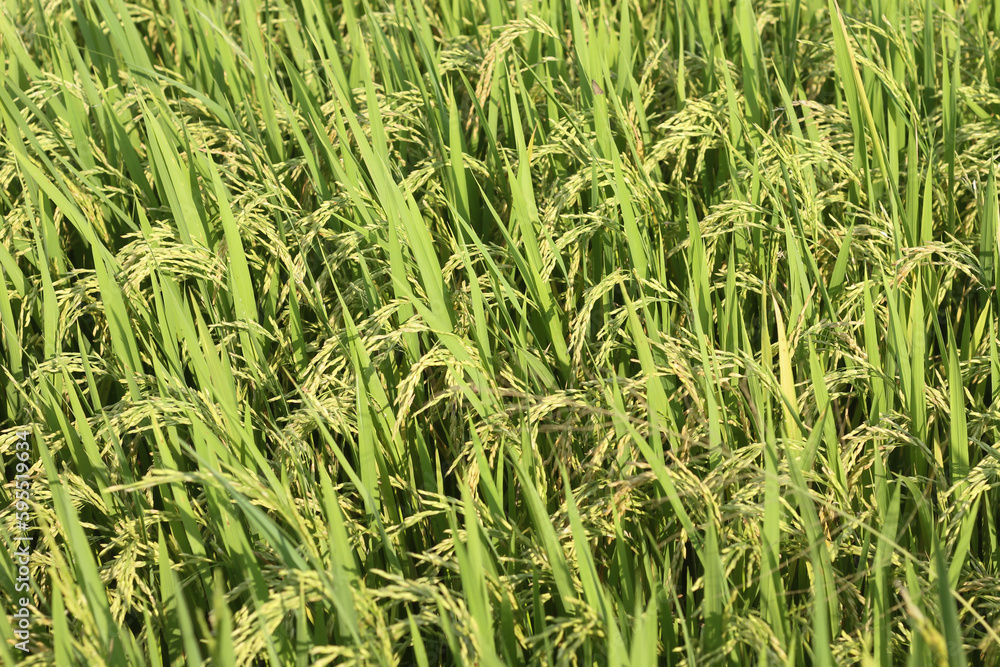 beautiful light green rice fields use as background beautiful light green rice fields use as background