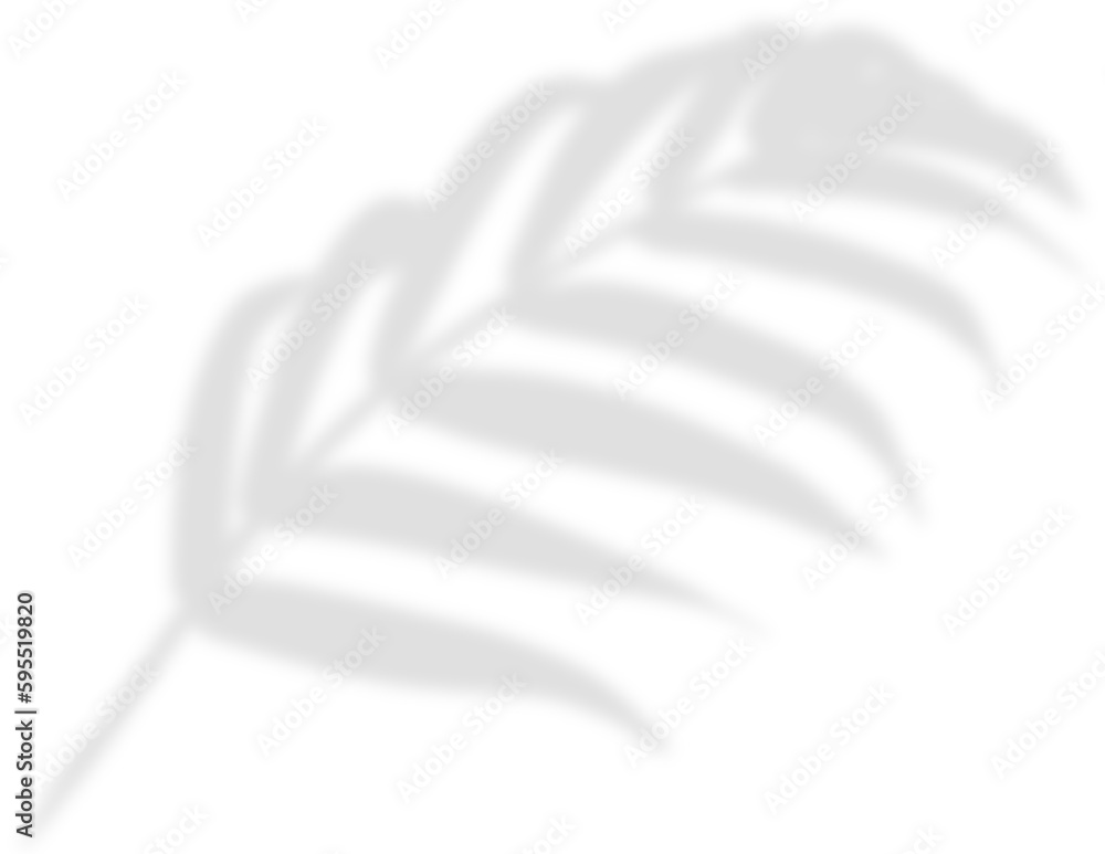 shadow leaf backdrop png shadow leaf backdrop png