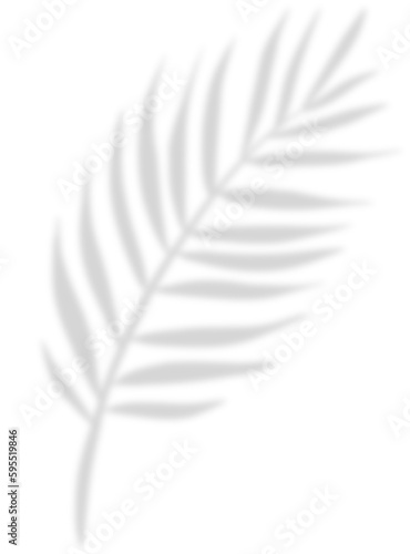 shadow leaf backdrop png