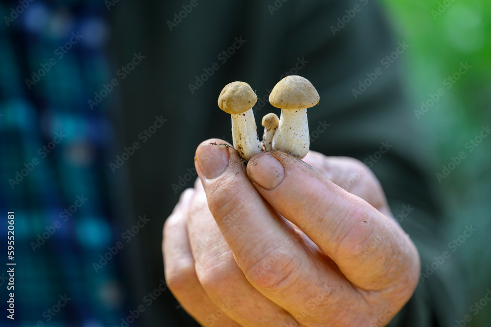 PRUGNOLI PRIMAVERILI FUNGHI DI PRATO PRUGNOLI PRIMAVERILI FUNGHI DI PRATO