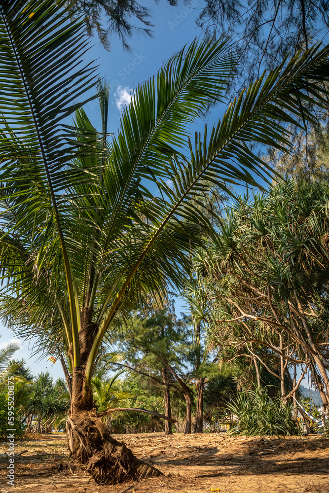 Beautiful straw hat on a palm tree branch. Straw hat and sunglasses. Beautiful nature. Beautiful straw hat on a palm tree branch. Straw hat and sunglasses. Beautiful nature.